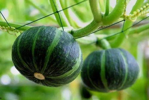 丰收了吃瓜,共享丰收喜悦