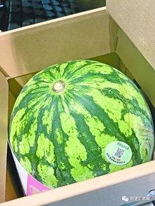 武汉夏季吃瓜,探寻武汉夏季的消暑美食之旅