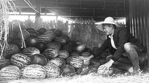 鹭岛吃瓜群众事件