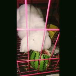 大白猫吃瓜视频,萌宠美食瞬间，萌态可掬引网友热议